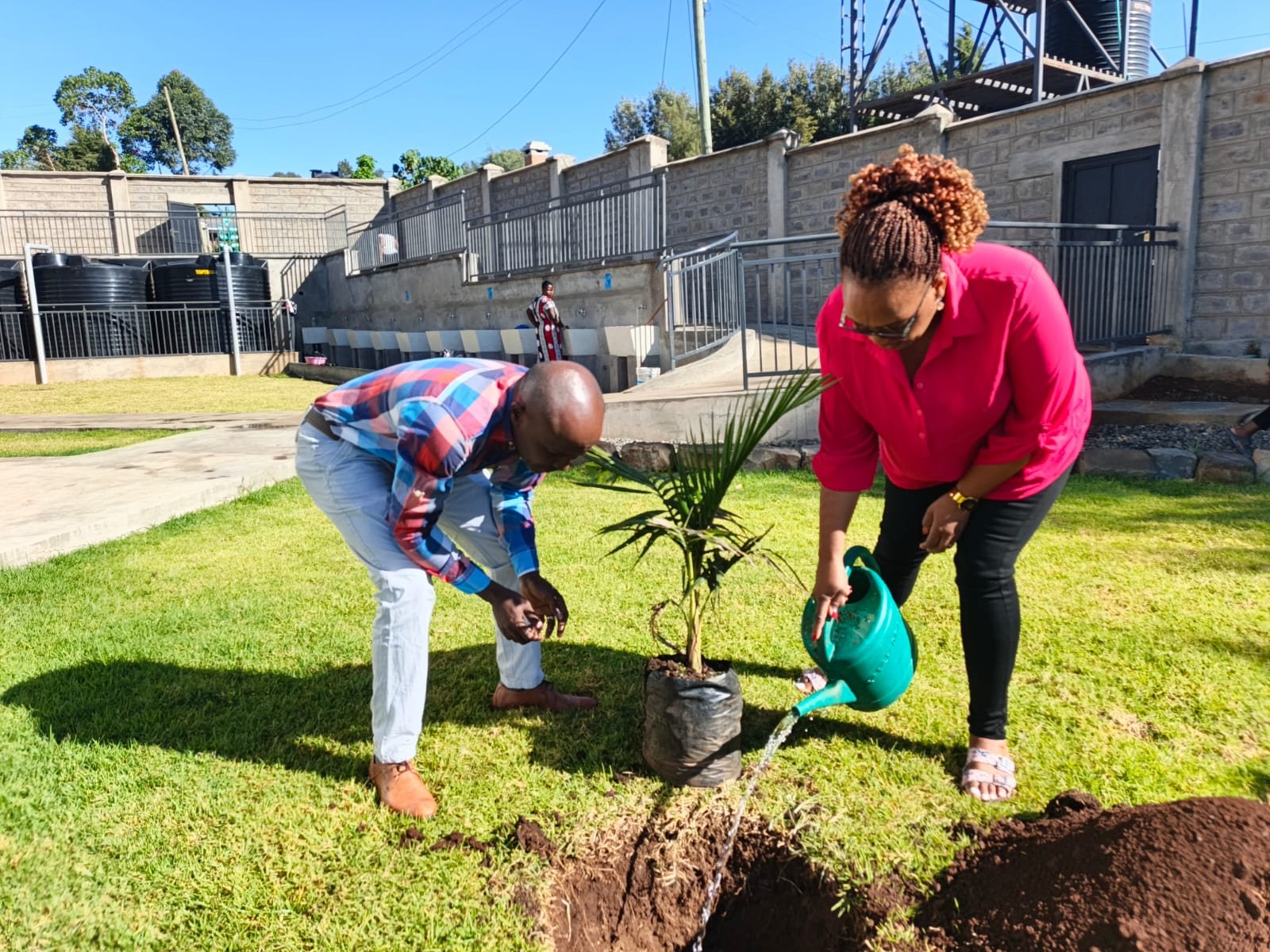 Two people planting and watering a young palm tree in a landscaped garden